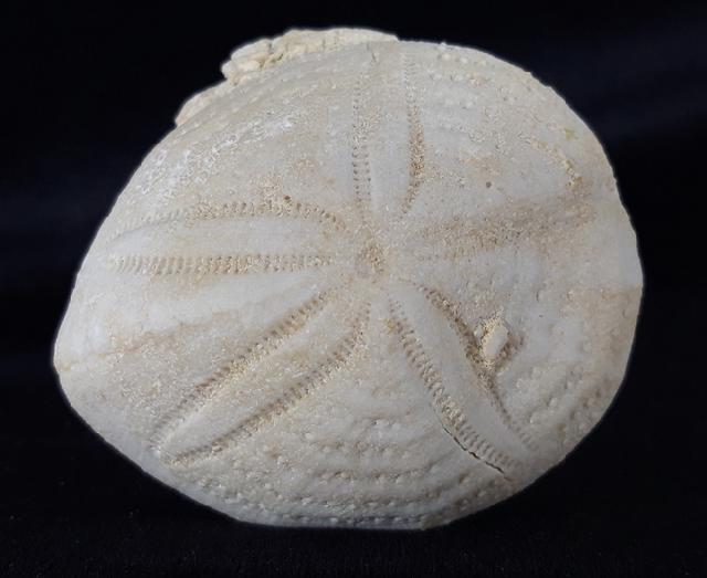 Eupatagus (Oymnopatagus) antillarum (COTTEAU 1875) - Bild &copy; FossNet FossilienStore